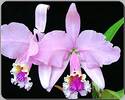 Cattleya warneri